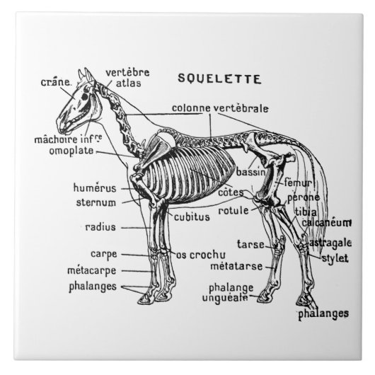 Paard Tegeltje (Voorkant)