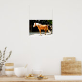 Paard van de Palomino Poster (Keuken)