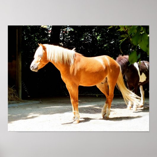Paard van de Palomino Poster (Voorkant)