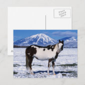 Paard van de verf die in de sneeuw staat briefkaart (Voorkant / Achterkant)