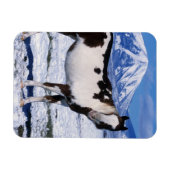 Paard van de verf die in de sneeuw staat magneet (Horizontaal)