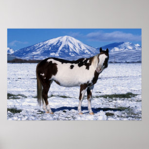 Paard van de verf die in de sneeuw staat poster