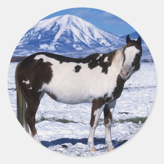 Paard van de verf die in de sneeuw staat ronde sticker (Voorkant)