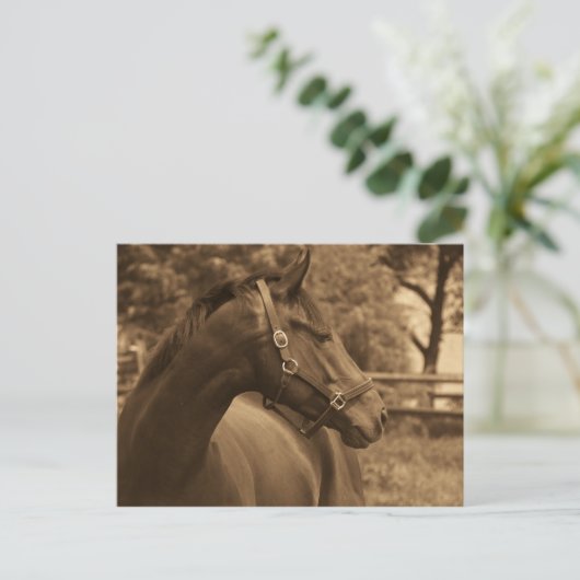 Paard van mijn hart briefkaart (Staand voorkant)