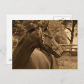 Paard van mijn hart briefkaart (Voorkant / Achterkant)