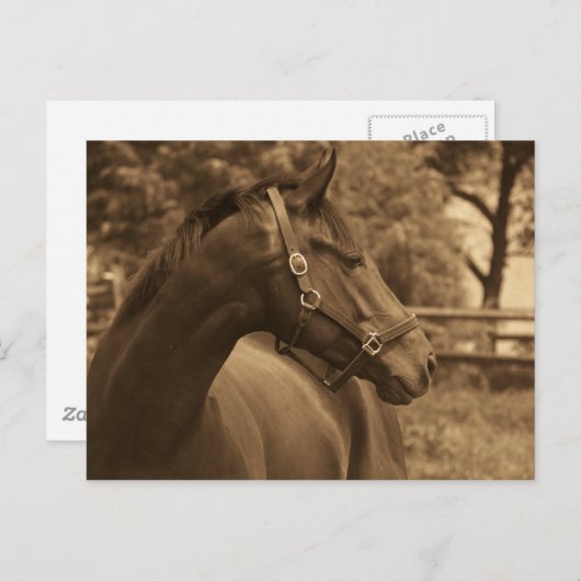 Paard van mijn hart briefkaart (Voorkant / Achterkant)