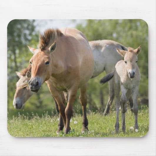 Paard van Przewalski en veulen lopen Muismat (Voorkant)