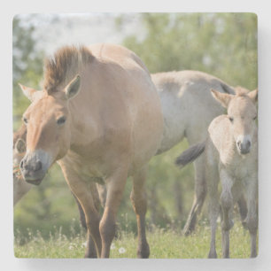 Paard van Przewalski en veulen lopen Stenen Onderzetter