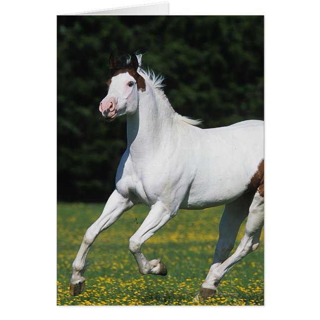 Paard van verf die in grijs veld loopt (Voorkant)