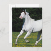 Paard van verf die in grijs veld loopt briefkaart (Voorkant / Achterkant)