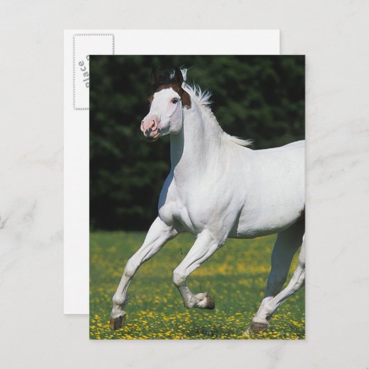 Paard van verf die in grijs veld loopt briefkaart (Voorkant / Achterkant)