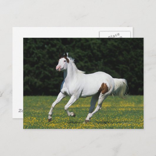 Paard van verf die in grijs veld loopt briefkaart (Voorkant / Achterkant)