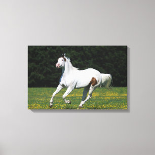 Paard van verf die in grijs veld loopt canvas afdruk