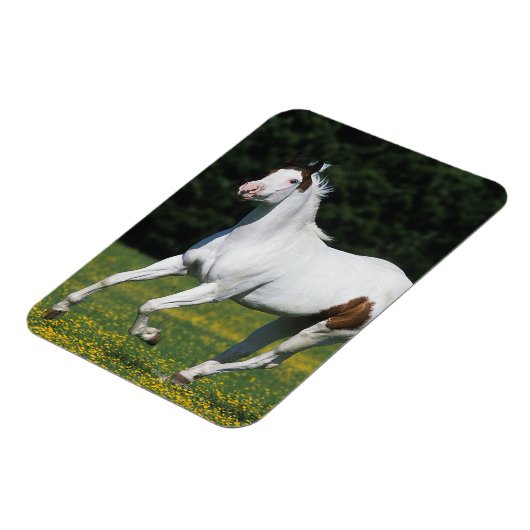 Paard van verf die in grijs veld loopt magneet (Linkerzijde)