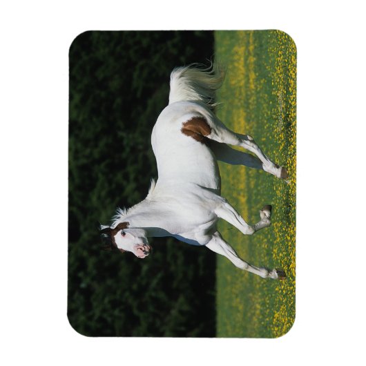 Paard van verf die in grijs veld loopt magneet (Verticaal)