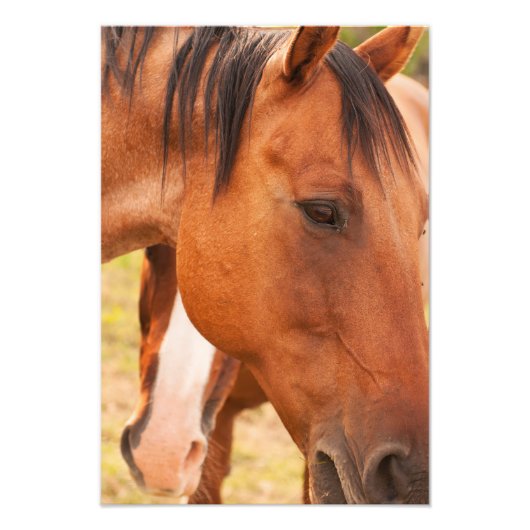 Paard verschuilt zich achter paard foto afdruk (Voorkant)