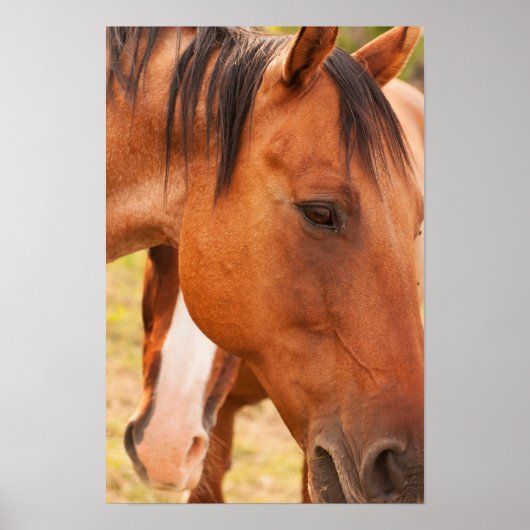 Paard verschuilt zich achter paard poster (Voorkant)