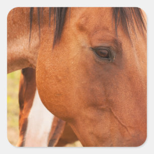 Paard verschuilt zich achter paard vierkante sticker