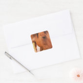 Paard verschuilt zich achter paard vierkante sticker (Envelop)