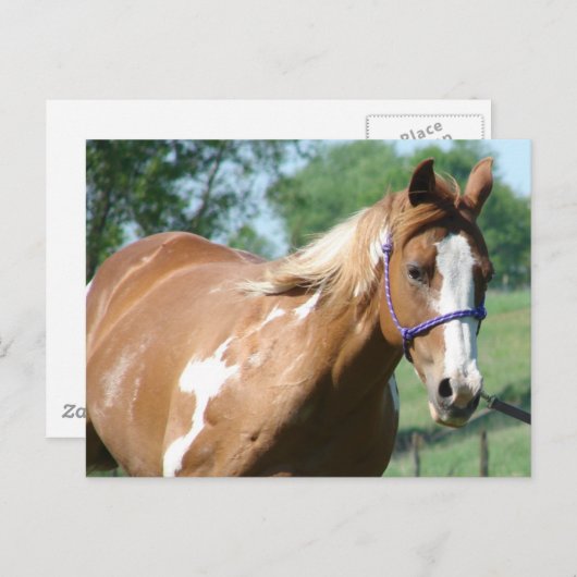Paard verven briefkaart (Voorkant / Achterkant)