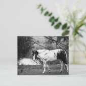 Paard verven briefkaart (Staand voorkant)