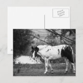 Paard verven briefkaart (Voorkant / Achterkant)