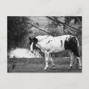 Paard verven briefkaart