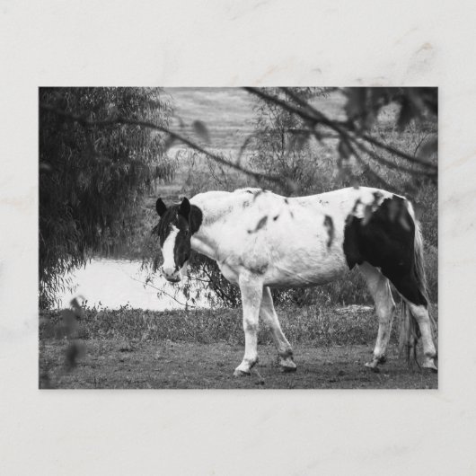 Paard verven briefkaart (Voorkant)