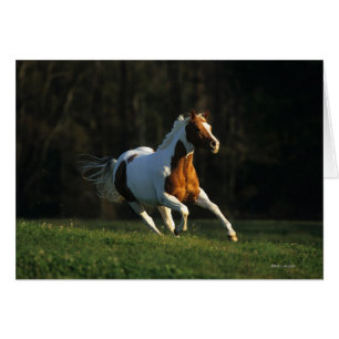 Paard verven met snelle werking