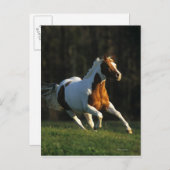 Paard verven met snelle werking briefkaart (Voorkant / Achterkant)