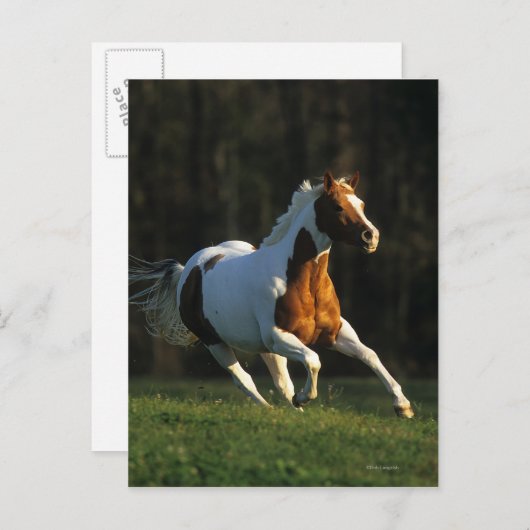 Paard verven met snelle werking briefkaart (Voorkant / Achterkant)