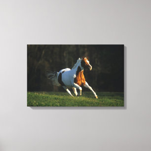 Paard verven met snelle werking canvas afdruk