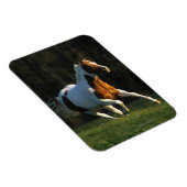 Paard verven met snelle werking magneet (Rechterzijde)