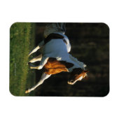 Paard verven met snelle werking magneet (Horizontaal)