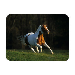 Paard verven met snelle werking magneet