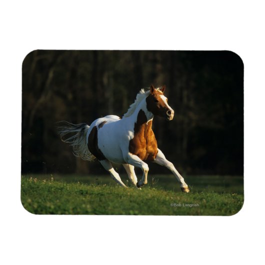 Paard verven met snelle werking magneet (Horizontaal)