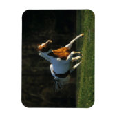 Paard verven met snelle werking magneet (Verticaal)