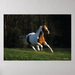 Paard verven met snelle werking poster
