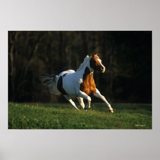 Paard verven met snelle werking poster (Voorkant)
