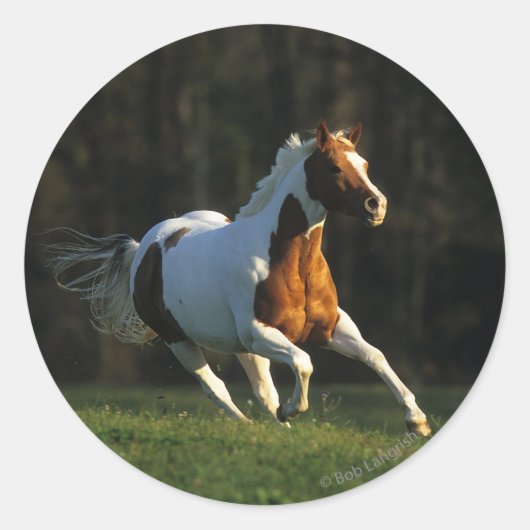 Paard verven met snelle werking ronde sticker (Voorkant)