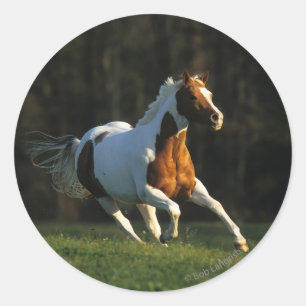 Paard verven met snelle werking ronde sticker