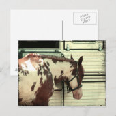 Paard verven op aanhangwagen briefkaart (Voorkant / Achterkant)