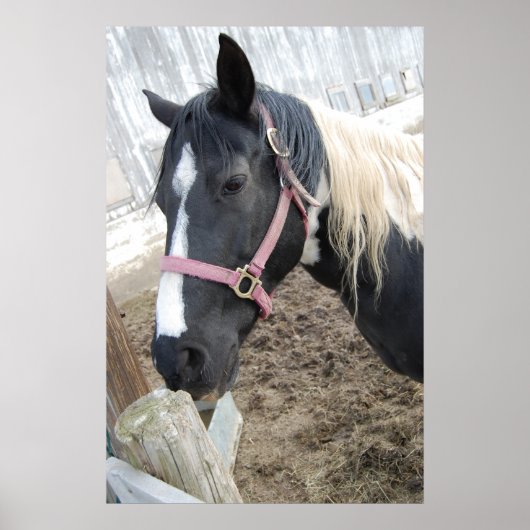 Paard verven poster (Voorkant)