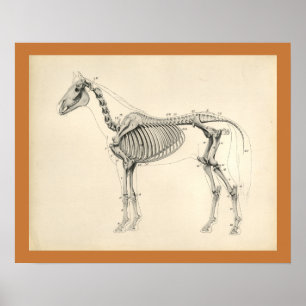  paard Veterinaire skeletanatomie Afdrukken Poster