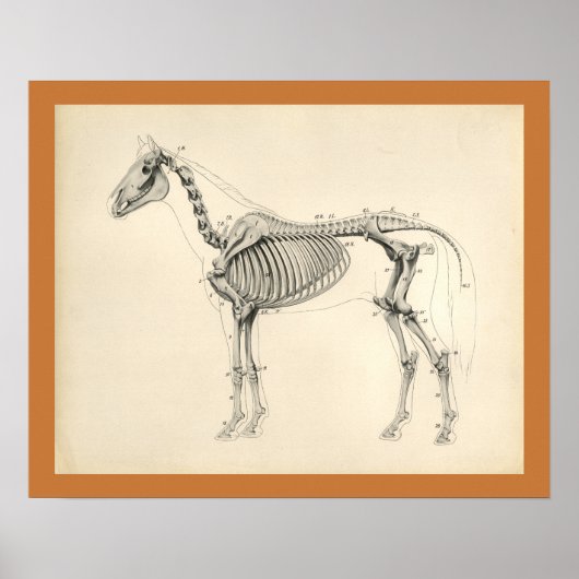  paard Veterinaire skeletanatomie Afdrukken Poster (Voorkant)