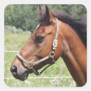 Paard Vierkante Sticker