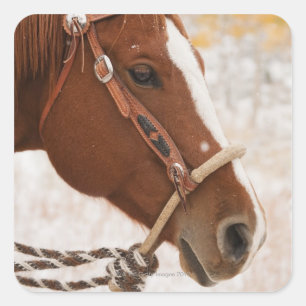Paard Vierkante Sticker