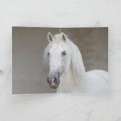 Paard Wenskaart - Witte hengst gooit hoofd Kaart (Binnen)