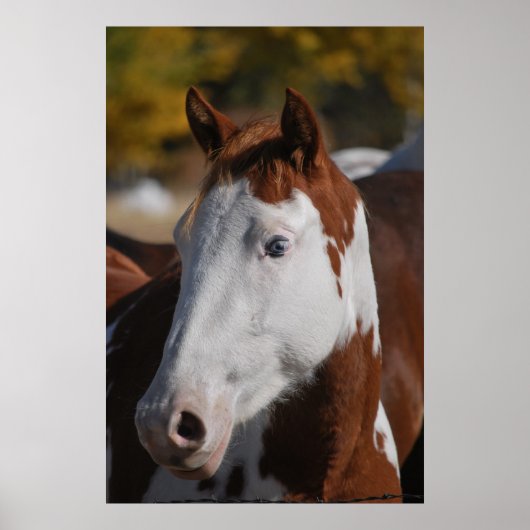 Paard Western Piebald Pinto Paint Poster Kunstprin (Voorkant)