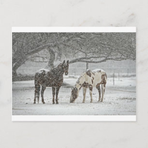 paard winter sneeuw boerderij ranch dieren besneeu briefkaart